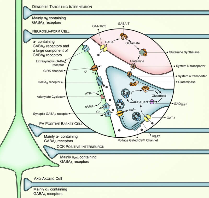 Gamma-Aminobutyric Acid: Scoping the Medical Benefits